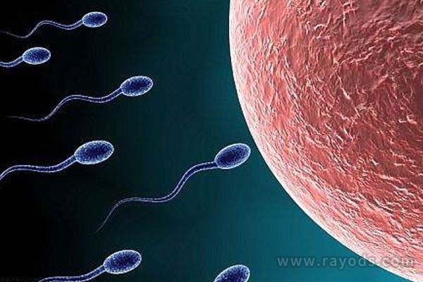 染色体平衡易位可以怀孕吗？染色体易位的后果