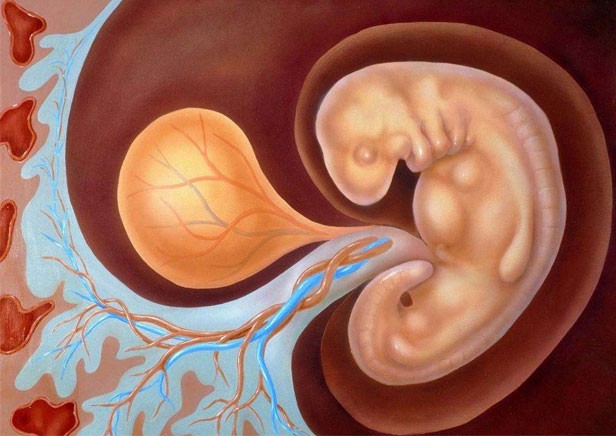 双侧多囊卵巢还能做试管婴儿吗？