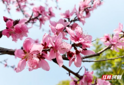 桃花视频,桃花视频带你领略浪漫时光