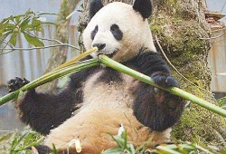 大熊猫吃竹子的视频,竹海中的天然美食家